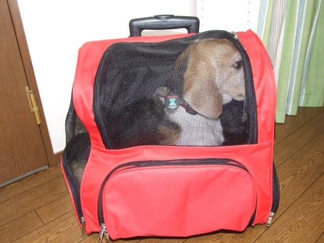NICO bag 004.jpg